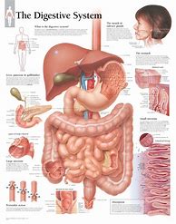 Image result for Printable Human Digestive System
