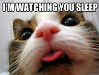 Image result for Creepy Cat Meme Funny