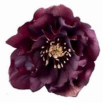 Helleborus orientalis Rhodé 的图像结果