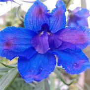 Image result for Blue Butterfly Delphinium