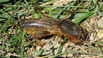 Image result for Mole Cricket Nymphs Black Back