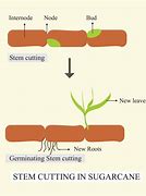 Image result for Schematic Diagram of Cuttings