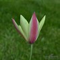 Image result for Tulipa clusiana Cynthia