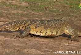 Image result for African Animal Big Lizard