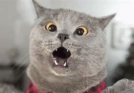 Image result for Surprised Cat Meme WoW