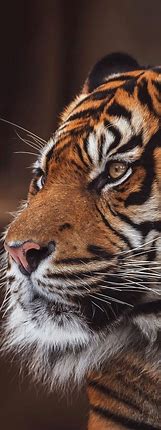 Image result for Tiger iPhone Wallpapers Free