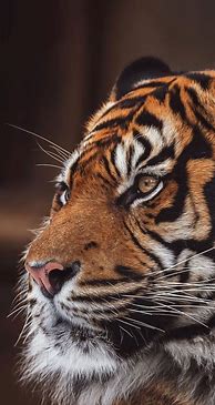 Image result for Tiger Phone Background