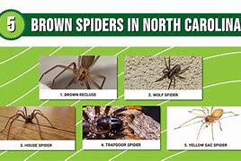 Image result for What Is the Biggest Spider in North Carolina