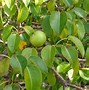 Image result for Manchineel Apple Tree
