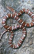 Image result for Milk Snake Venomous