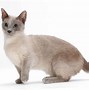 Image result for Japanese Munchkin Cat
