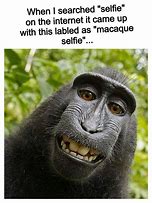 Image result for Monkey Meme PFP