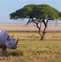 Image result for African Mammals