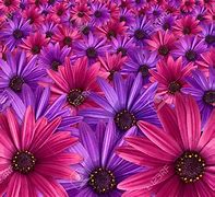 Image result for Path with Purple and Pink Flowerws