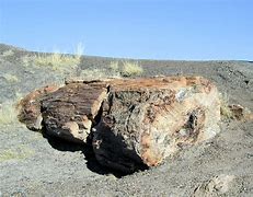 Image result for Petrified Tree Stump