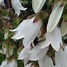 Image result for Campanula persicifolia Telham Beauty