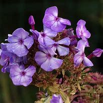 Biletresultat for Phlox paniculata Olympus