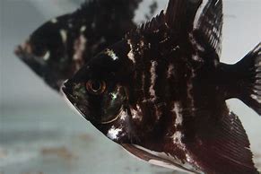 Image result for Ultra Black Fish Species