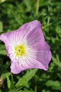Image result for Oenothera speciosa Siskiyou