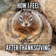 Image result for Thanksgiving Animal Memes