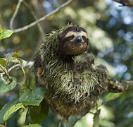 Image result for Green Sloth