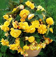 Bildergebnis für Begonia Pendula Cascade -geel-