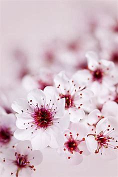 Drxgonfly, Cherry Blossoms (by Elena Elisseeva)