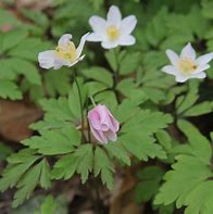 Image result for Anemone nemorosa Alba 2J