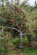 Image result for Pink Lady Apple Tree