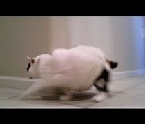 Image result for Fat Cat Running