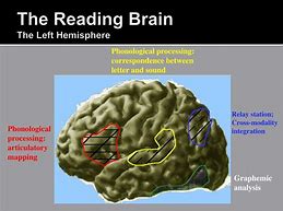 Image result for Reading Brain