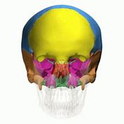 Image result for Human Skull and Jaw