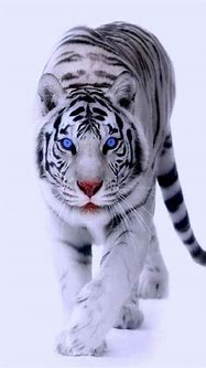 Image result for Baby Snow Tiger