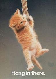 Image result for Motivation Cat Hang in There