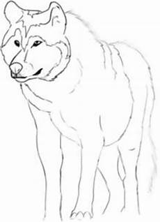 desenho de lobos lobo meia noite maio 2011 desenho de lobos lobo meia noite maio 2011