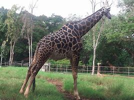 Image result for Indian Giraffe