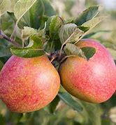 Image result for Cordon Apple's