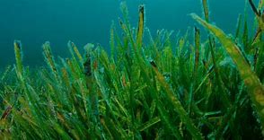 Image result for alga