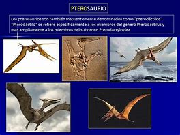 Image result for arqu�ptero