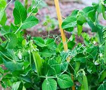 Image result for Pea Plant