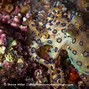 Image result for Ocellated Octopus