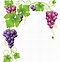 Image result for Ornamental Grape Vine