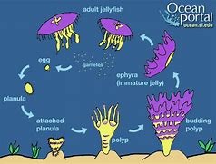 Image result for Immortal Jellyfish Turning into a Baby