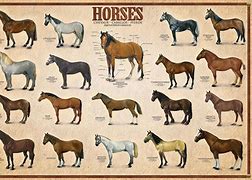Image result for Horse Breed Brands