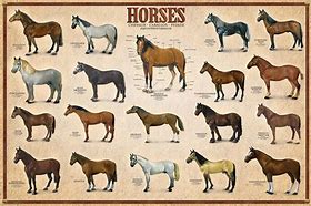 Image result for Horse Breeds Poster