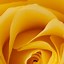 Image result for iPhone Yellow Apple HD Wallpaper