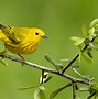 Image result for Yellow Things in Nature
