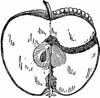 Image result for Red Delicious Apple Bottom Rot