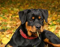 Image result for Chien Rottweiler