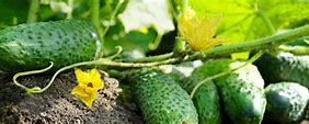 Image result for cucub�